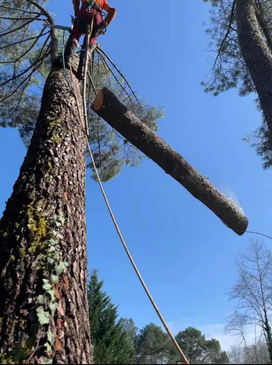 Harmonie végétale en ville