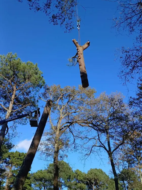 Grimpeur assurant la rétention d'une branche
