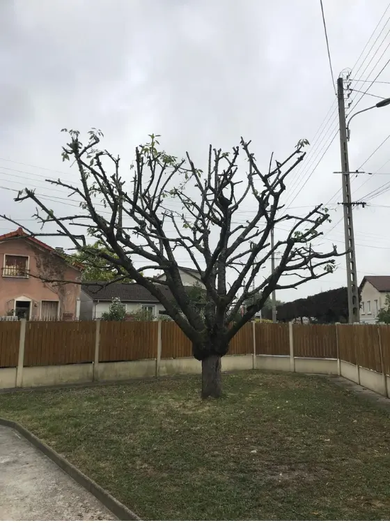 Arbre taillé proprement