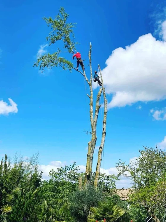 Intervention élagage grande hauteur Seine-Saint-Denis