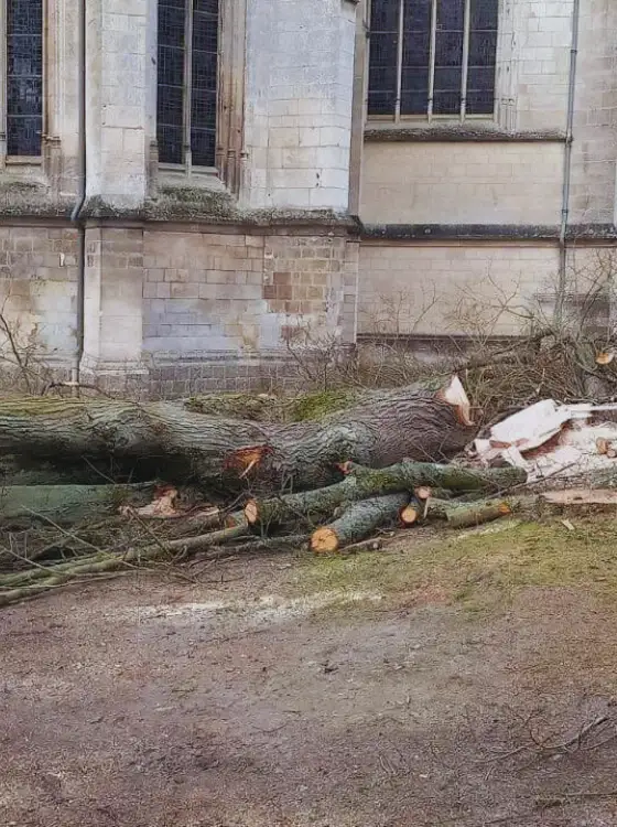 Entretien espace vert entreprise