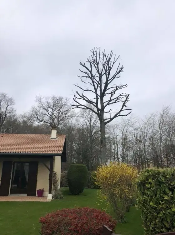 Aménagement jardin paysager