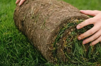 Paysagiste Pavillons-sous-Bois