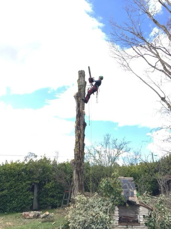 Grimpeur élagueur en action