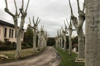 Équipe Monot Elagage 93