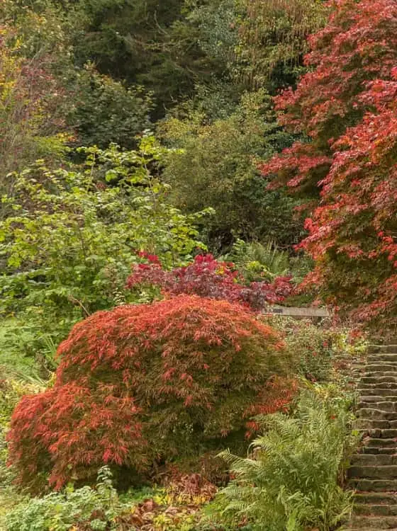 Arbre tuteuré et paillé
