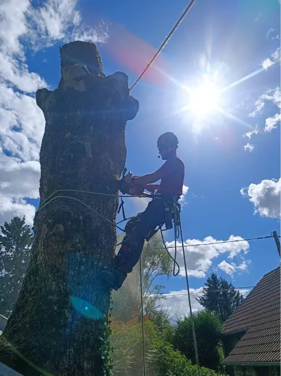 Élagueur professionnel 93