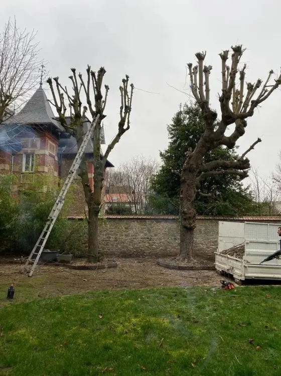 Taille sanitaire arbre