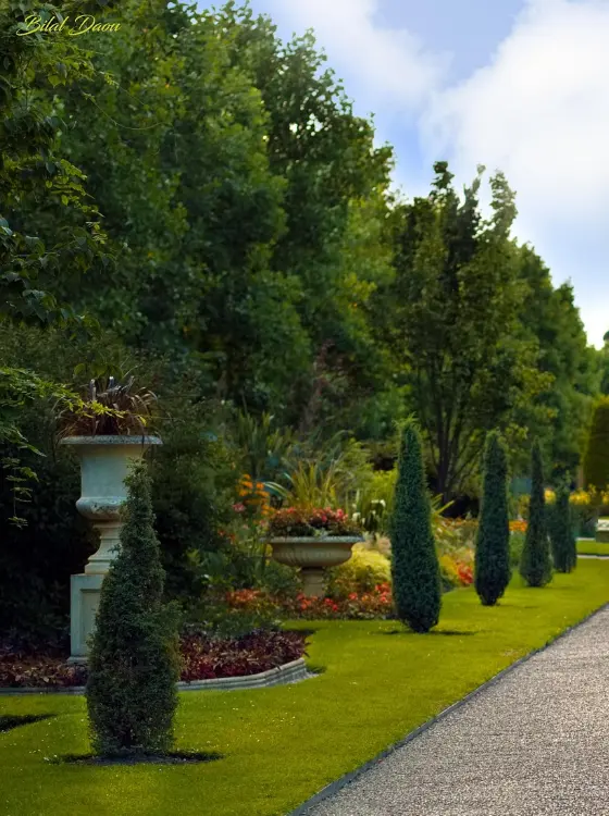 Plantation arbre ornemental