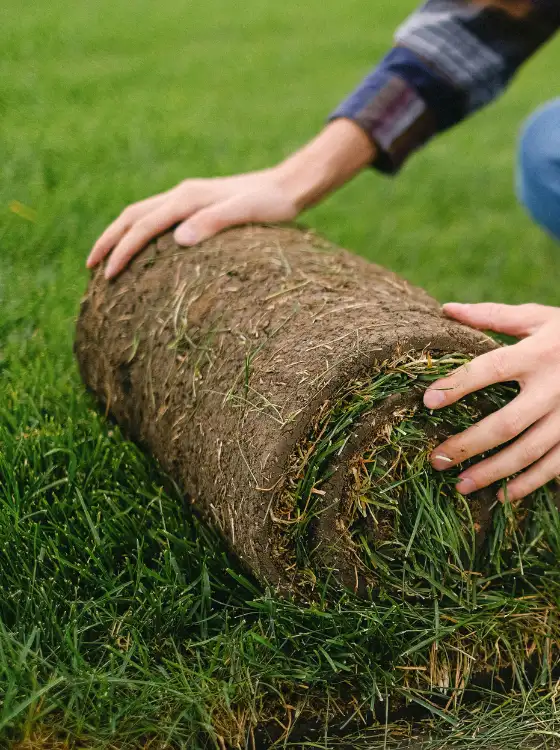 Pose pelouse en rouleau 93