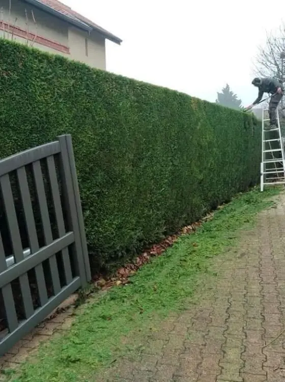 Jardinier taillant une haie