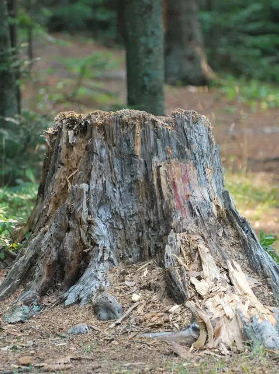 Souche d'arbre gênante dans un jardin